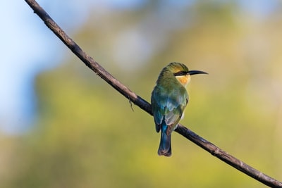 在特写摄影中，灰色和蓝色的鸟栖息在树枝上